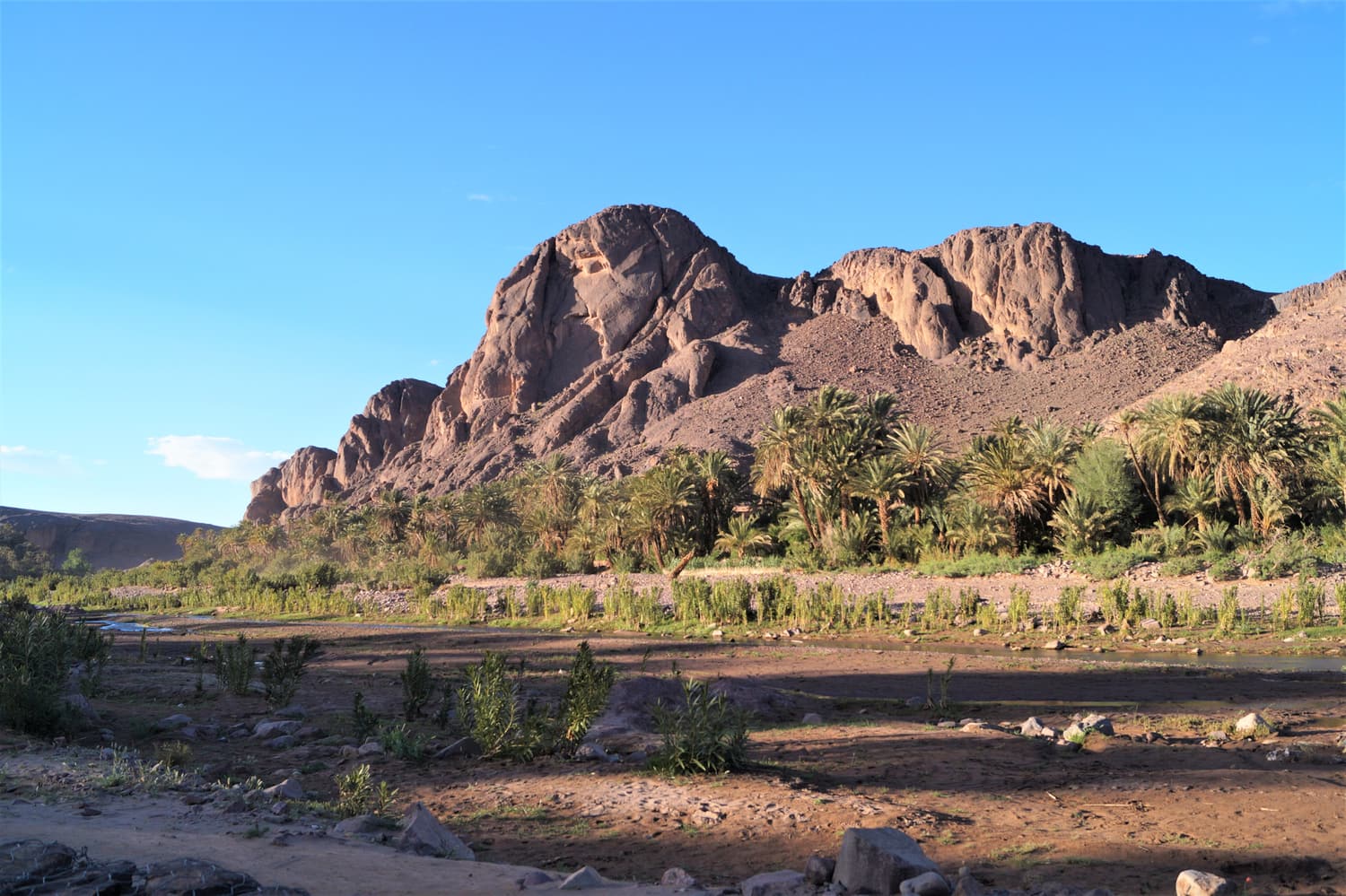 Palm trees and a green river bed in the Fint oasis south of Ouarzazate