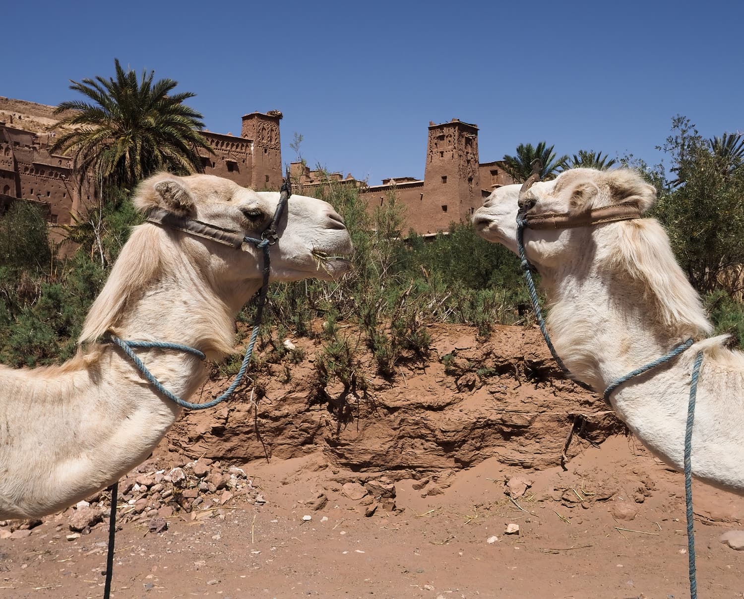 Camels resting in front of the earthen towers of Aït Benhaddou